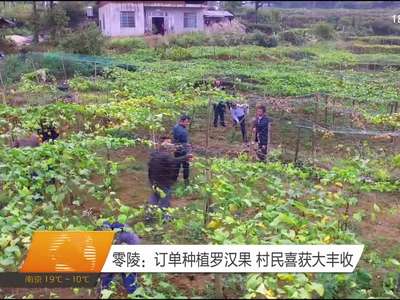 零陵：订单种植罗汉果 村民喜获大丰收