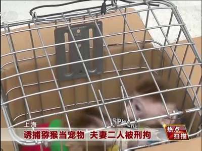 [视频]上海：诱捕猕猴当宠物 夫妻二人被刑拘