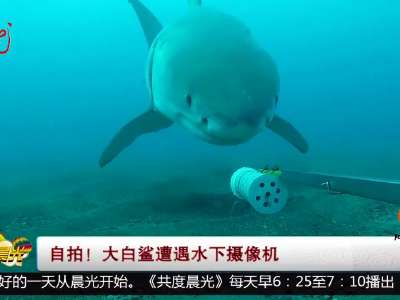 [视频]自拍！大白鲨遭遇水下摄像机