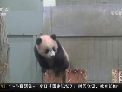 [视频]日本：熊猫“香香”人气旺 抽签限看1分钟