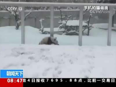 [视频]享受雪天乐趣 大熊猫雪地撒欢