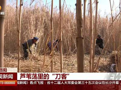 芦苇荡里的“刀客”