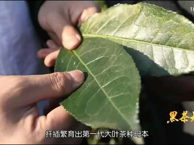 黑茶大业（1）：一片叶子飘香千年