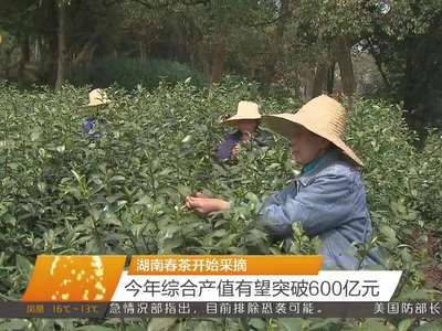 湖南春茶开始采摘 今年综合产值有望突破600亿元