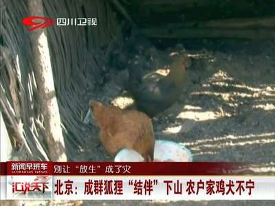 [视频]北京：成群狐狸“结伴”下山 农户家鸡犬不宁