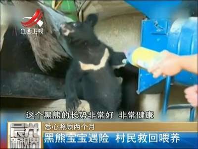 [视频]黑熊宝宝遇险  村民救回喂养悉心照顾两个月