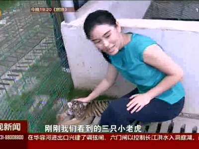 长沙县：金井拟建全国最大虎园