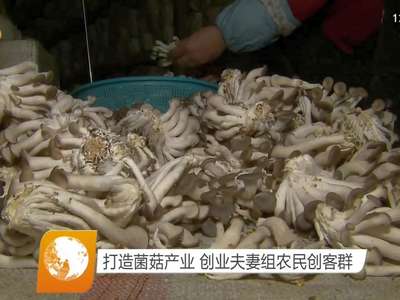 打造菌菇产业 创业夫妻组农民创客群