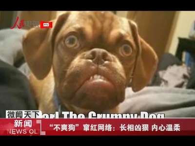 [视频]“不爽狗”窜红网络：长相凶狠 内心温柔