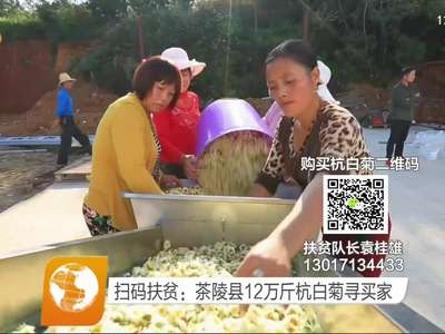 扫码扶贫：茶陵县12万斤白杭菊寻买家