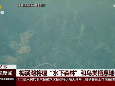 梅溪湖将建“水下森林”和鸟类栖息地