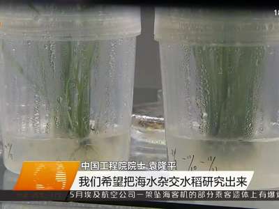 袁隆平将牵头组建海水杂交稻研究中心 力争亩产达到300公斤