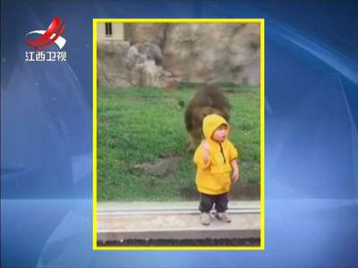 [视频]猛兽出动 遵守规则：动物园里的“危险”瞬间