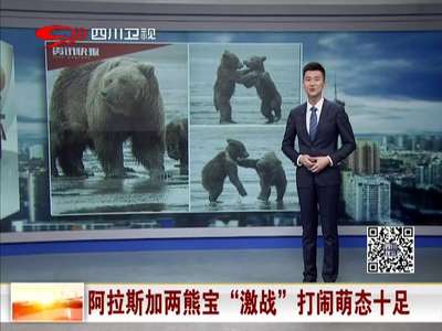 [视频]阿拉斯加两熊宝“激战”打闹萌态十足