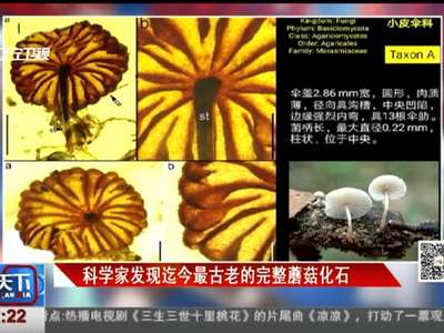 [视频]科学家发现迄今最古老的完整蘑菇化石