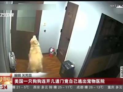[视频]美国一只狗狗连开几道门竟自己逃出宠物医院