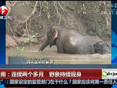 [视频]云南：连续两个多月 野象持续现身