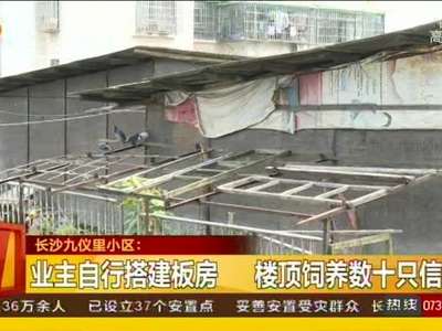 业主自行搭建板房 楼顶饲养数十只信鸽