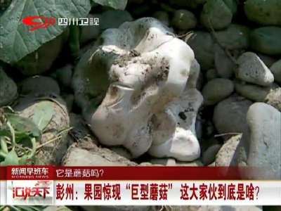 [视频]彭州：果园惊现“巨型蘑菇”这大家伙到底是啥？