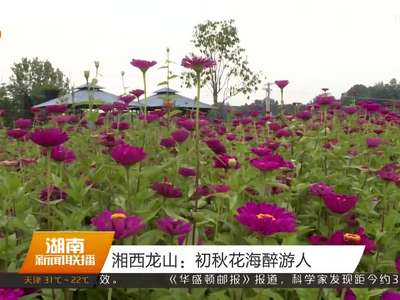 湘西龙山：初秋花海醉游人