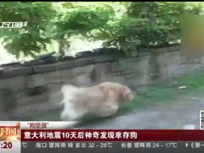 [视频]“狗坚强” 意大利地震10天后神奇发现幸存狗