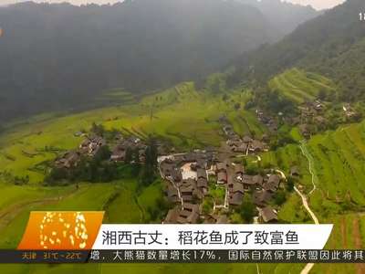 湘西古丈：稻花鱼成了致富鱼