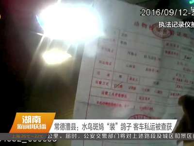 常德澧县：水鸟斑鸠“装”鸽子 客车私运被查获