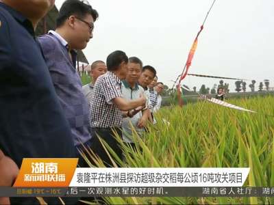 袁隆平在株洲县探访超级杂交稻每公顷16吨攻关项目