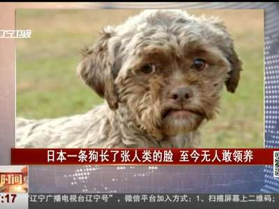 [视频]日本一条狗长了张人类的脸 至今无人敢领养