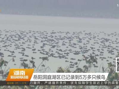 岳阳洞庭湖区已记录到5万多只候鸟