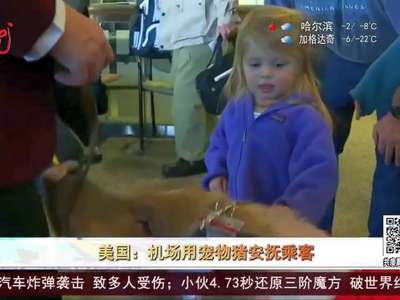 [视频]美国：机场用宠物猪安抚乘客