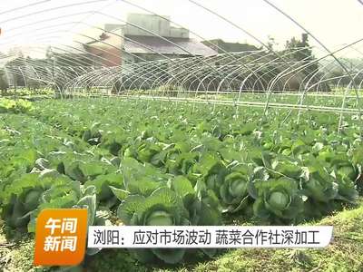 浏阳：应对市场波动 蔬菜合作社深加工