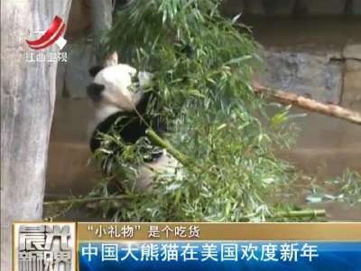 [视频]“小礼物”是个吃货：中国大熊猫在美国欢度新年
