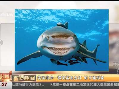 [视频]美国海岸一微笑鲨鱼走红 似卡通形象