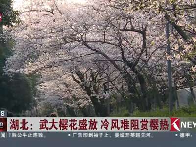 [视频]湖北：武大樱花盛放 冷风难阻赏樱热