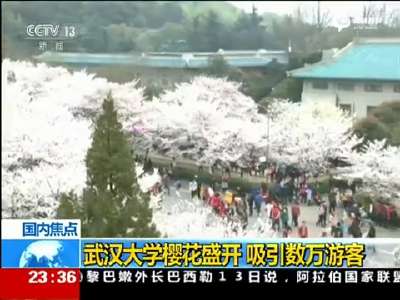 [视频]武大樱花绽放吸引数万游客 校园变身公园