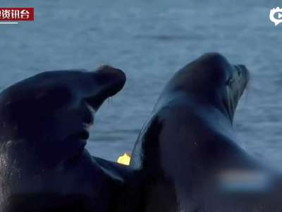 [视频]美国一码头海狮泛滥 渔民出奇招：用充气舞者驱赶