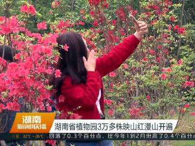 湖南省植物园3万多株映山红漫山开遍