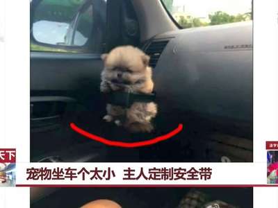 [视频]为宠物坐车定制安全带 宝宝心里苦主人你知道嘛