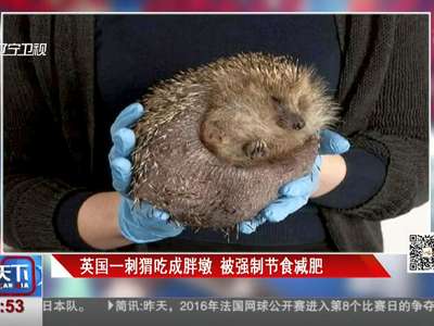[视频]英国刺猬吃成胖墩 吃狗粮撑成1.8公斤也是没谁了