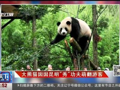 [视频]大熊猫囡囡昆明“秀”功夫 萌翻游客