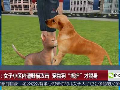 [视频]女子小区内遭野猫攻击 宠物狗“掩护”才脱身