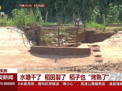 水塘干了 稻田裂了 稻子也“烤熟了”
