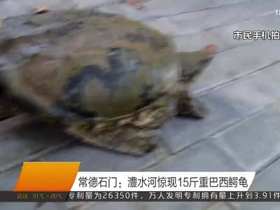 常德石门：澧水河惊现15斤重巴西鳄龟