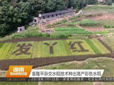 袁隆平杂交水稻技术种出高产彩色水稻