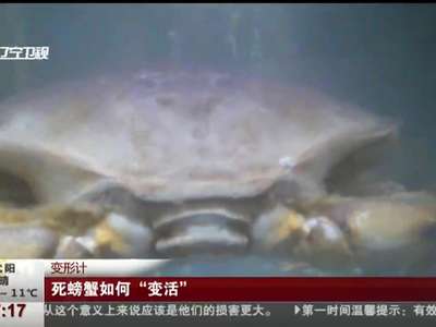 [视频]变形计：死螃蟹如何“变活”
