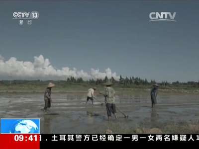 [视频]我国海水稻试种成功 亩产300斤