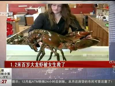 [视频]加拿大现体长1.2米百岁龙虾 被食素女子救了