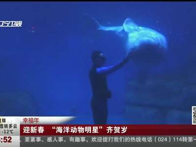 [视频]幸福年：迎新春 “海洋动物明星”齐贺岁