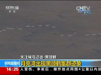 [视频]月亮湾出现黑颈鹤集群现象